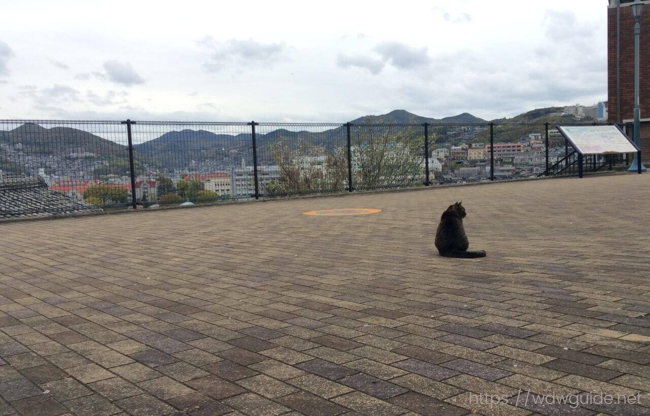 長崎の高台にある広場の猫