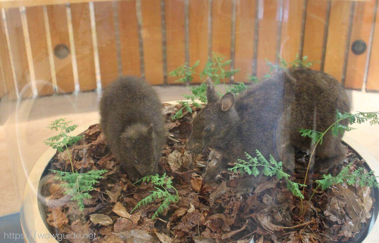 奄美野生生物保護センターのアマミノクロウサギの剥製