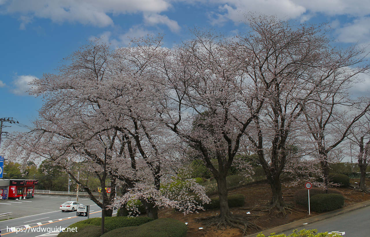 ホテル日航成田周辺の桜