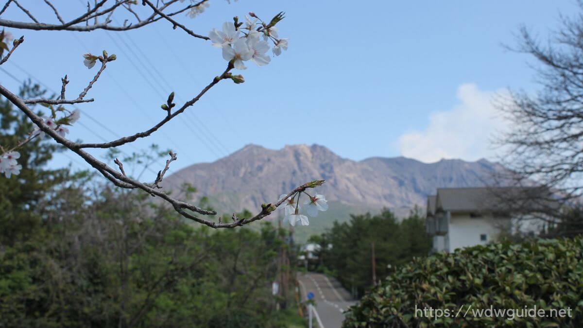 桜島と桜の花