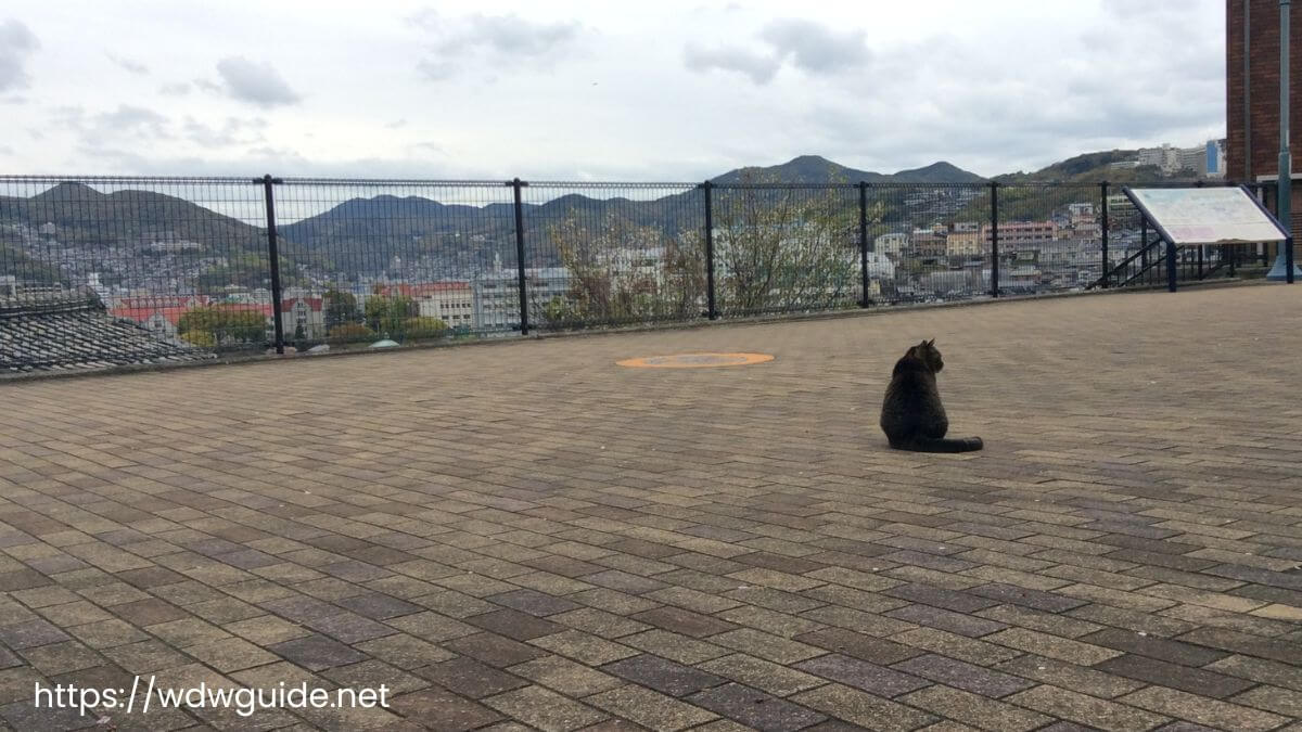 長崎の高台にある広場の猫