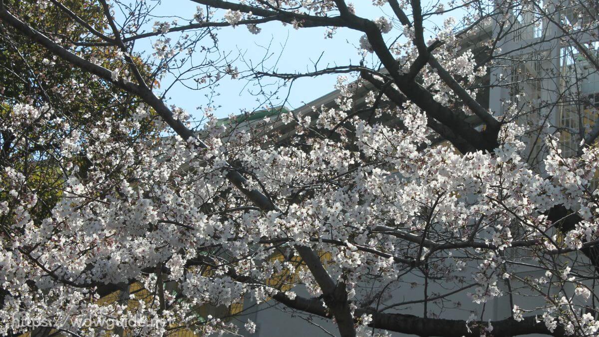 シティーループバス車内から見た神戸の桜