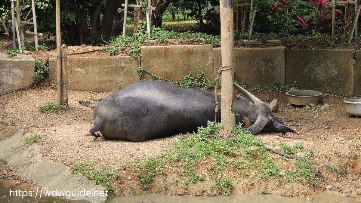 石垣やいま村の寝ている水牛
