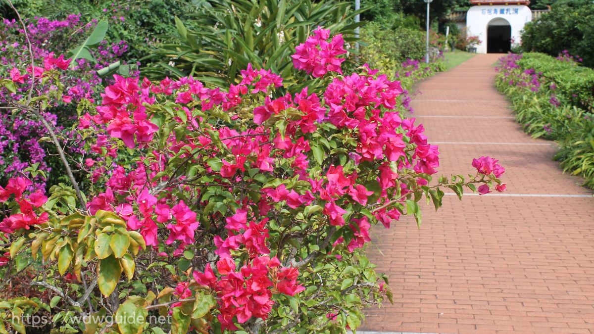 石垣島鍾乳洞への入り口に咲く色鮮やかな花々